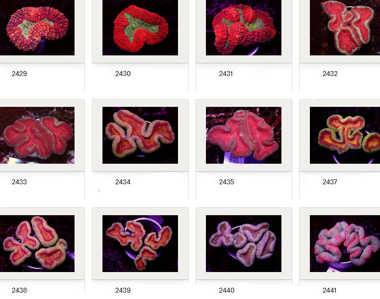 Kupang Corals