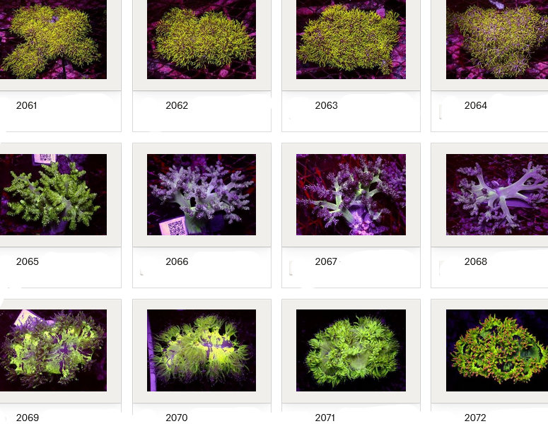 Kupang Corals