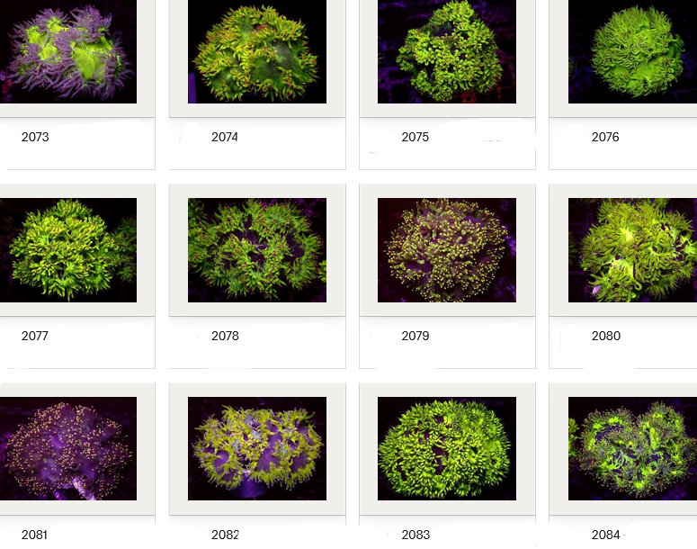 Kupang Corals