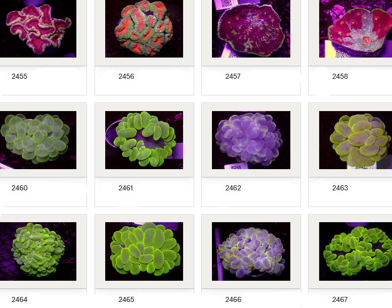Kupang Corals