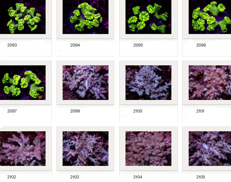 Kupang Corals