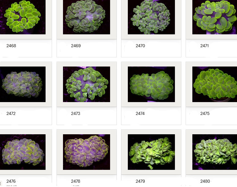 Kupang Corals