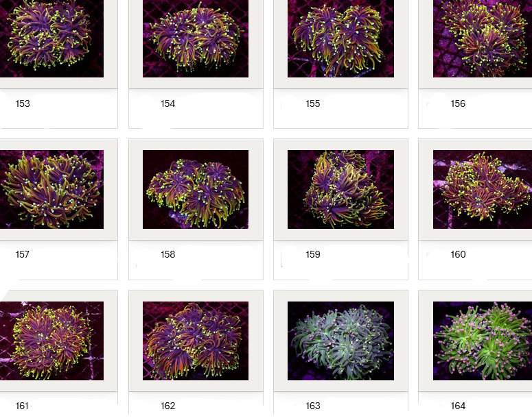 Kupang Corals