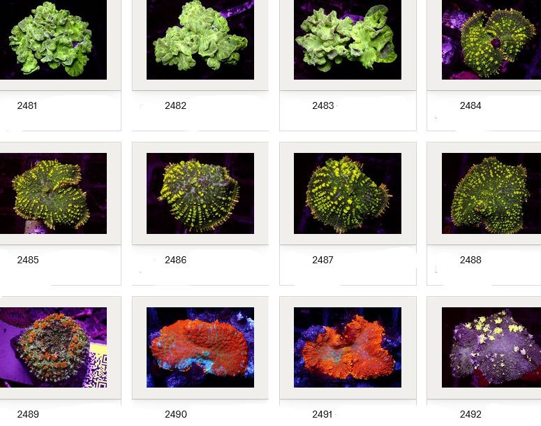 Kupang Corals