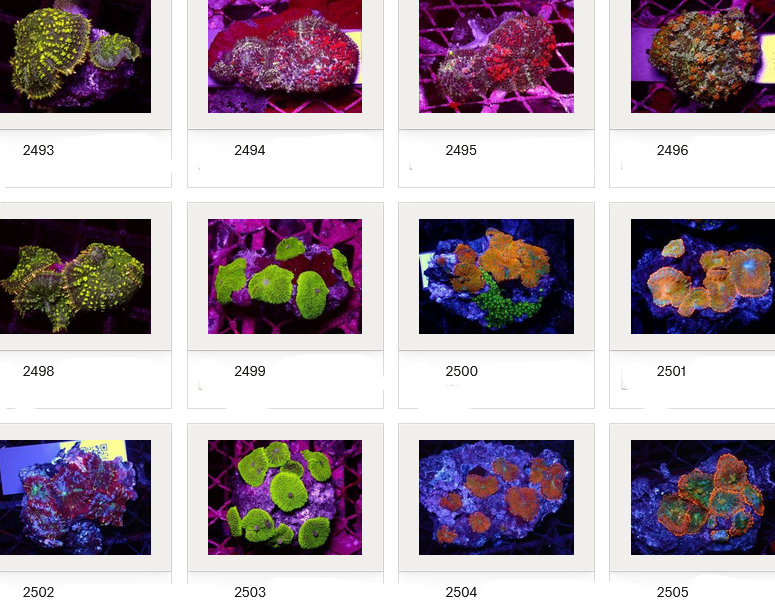 Kupang Corals