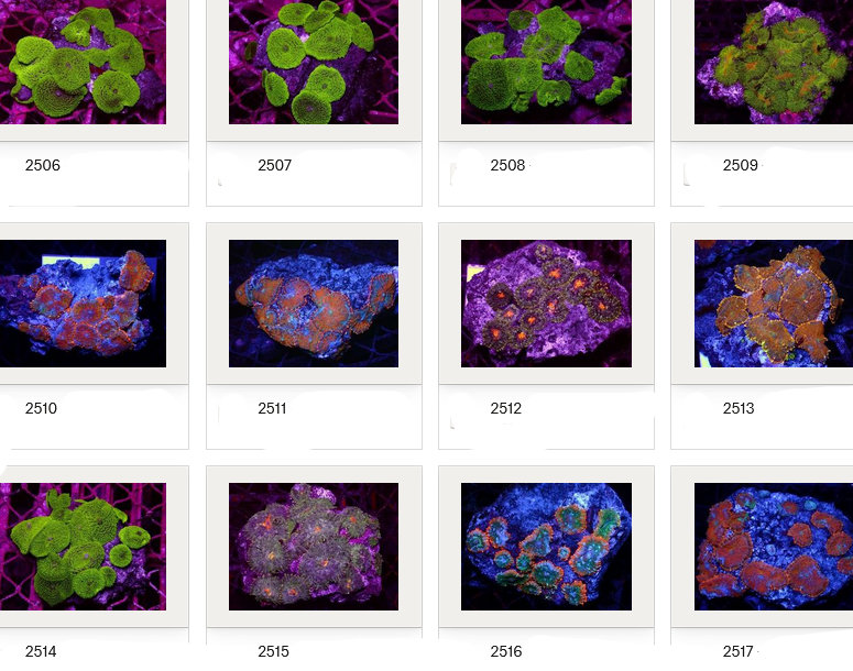 Kupang Corals