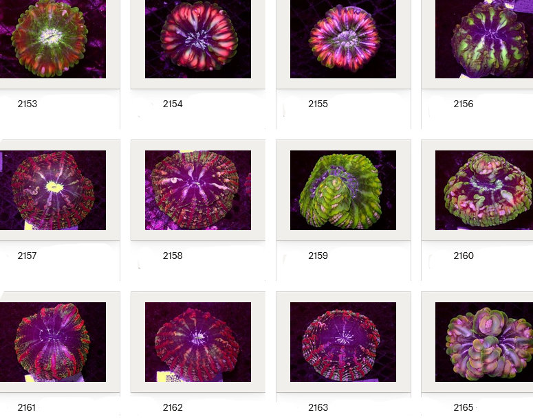 Kupang Corals
