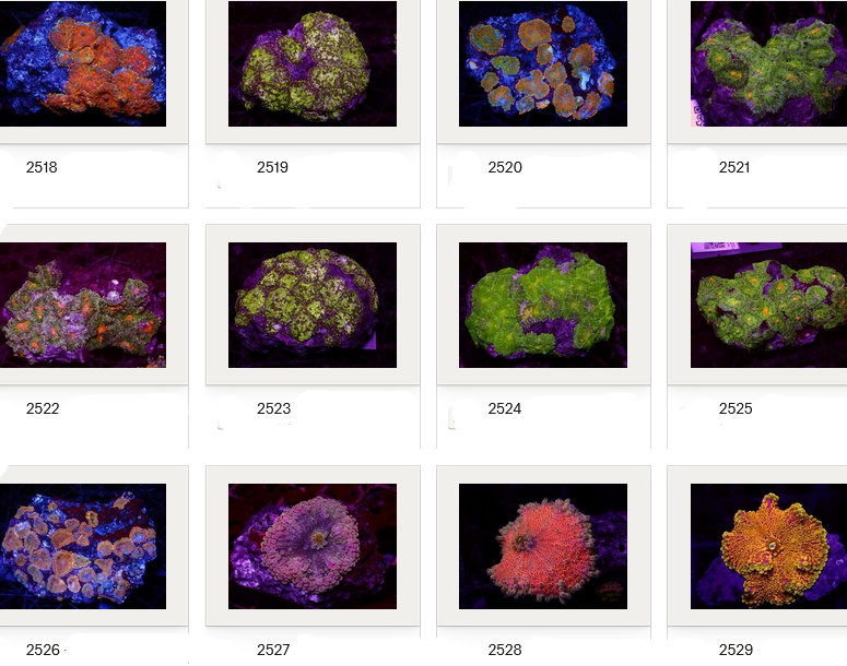 Kupang Corals