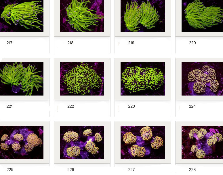 Kupang Corals