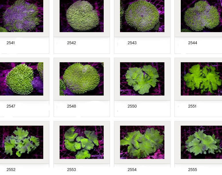 Kupang Corals