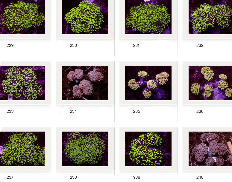 Kupang Corals