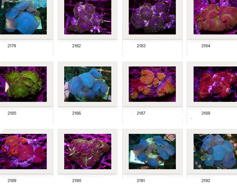 Kupang Corals
