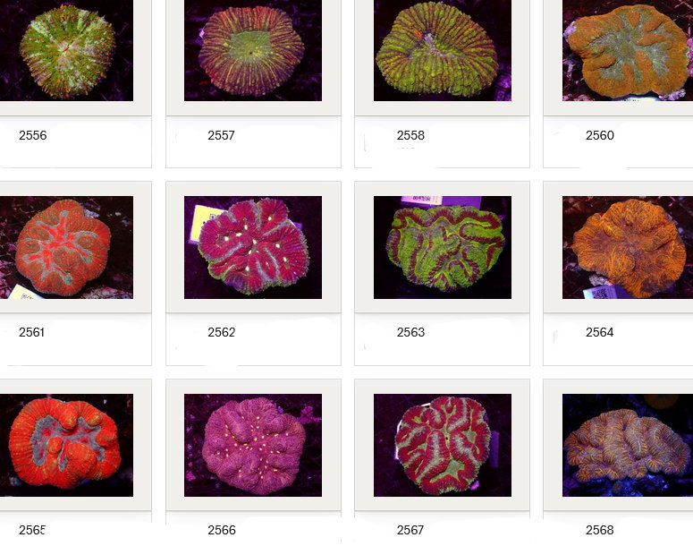 Kupang Corals