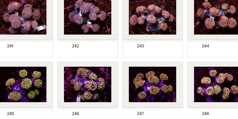 Kupang Corals