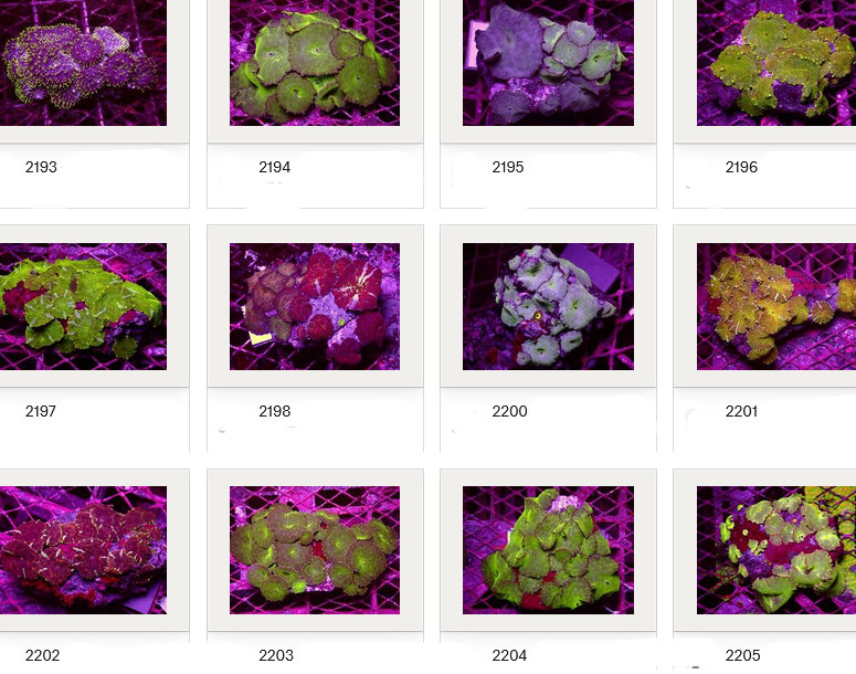 Kupang Corals
