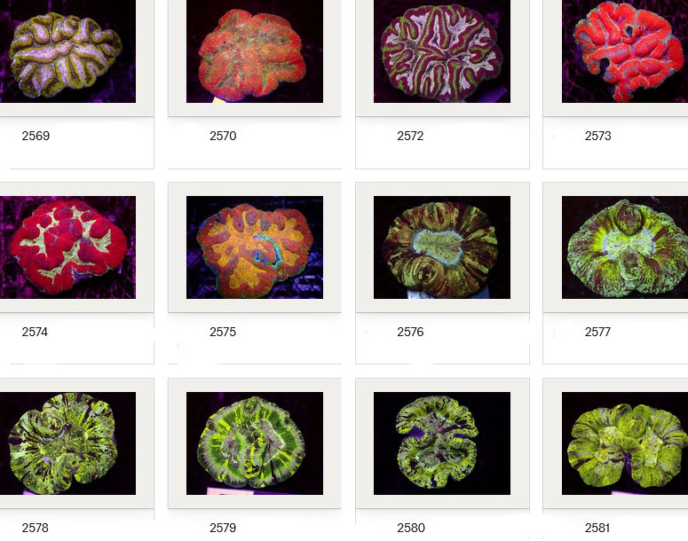 Kupang Corals