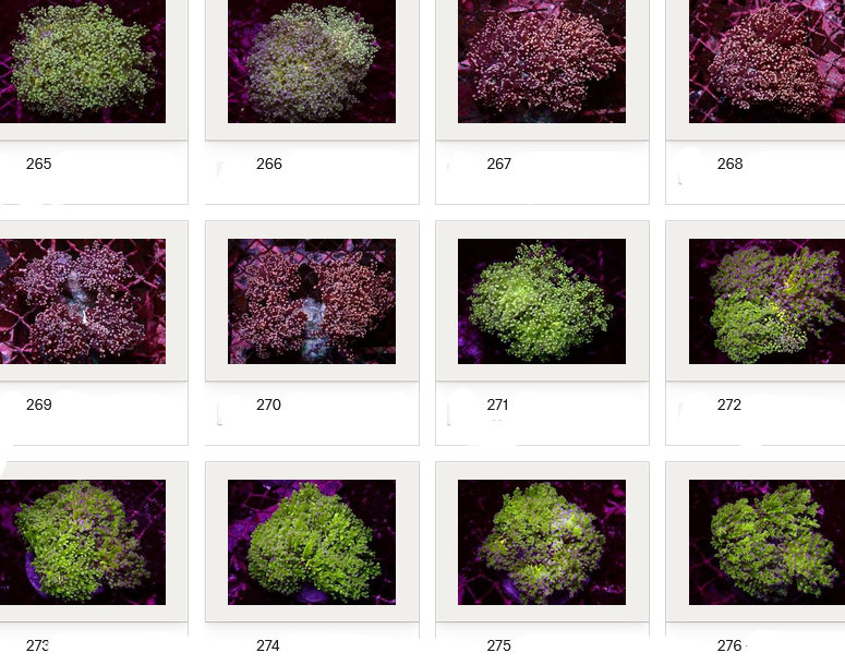 Kupang Corals