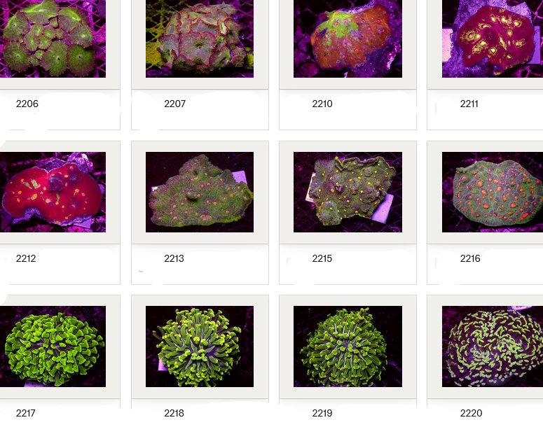 Kupang Corals