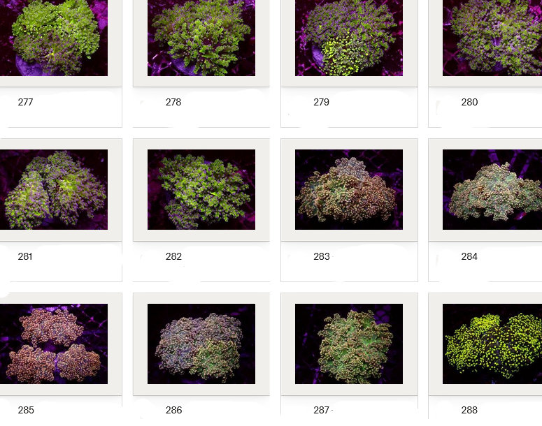 Kupang Corals