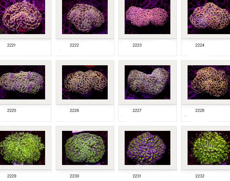 Kupang Corals