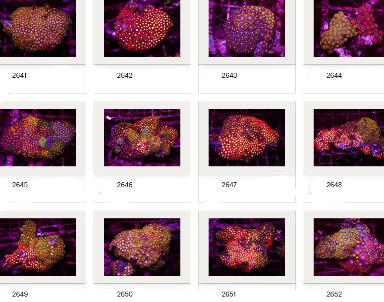 Kupang Corals