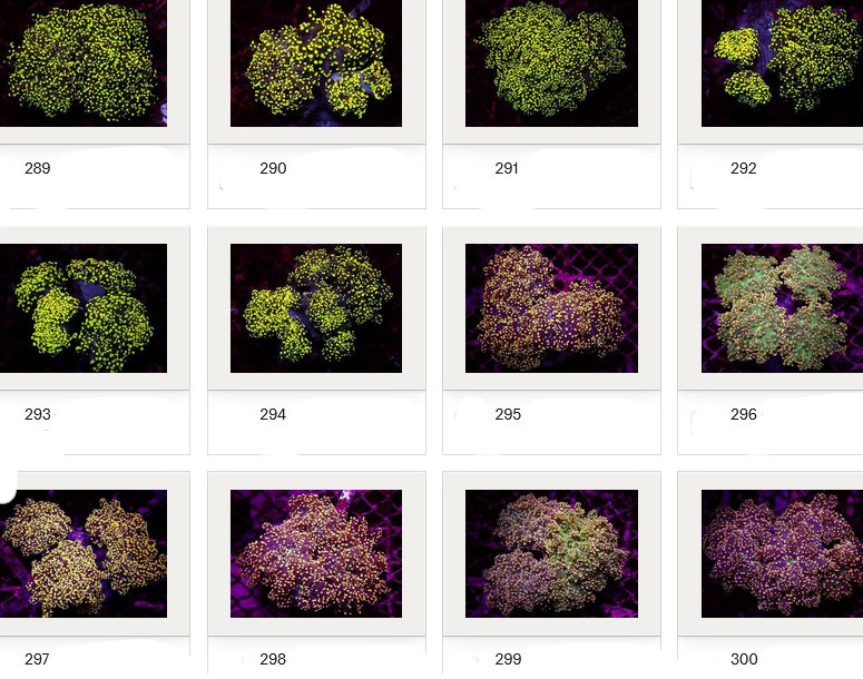 Kupang Corals