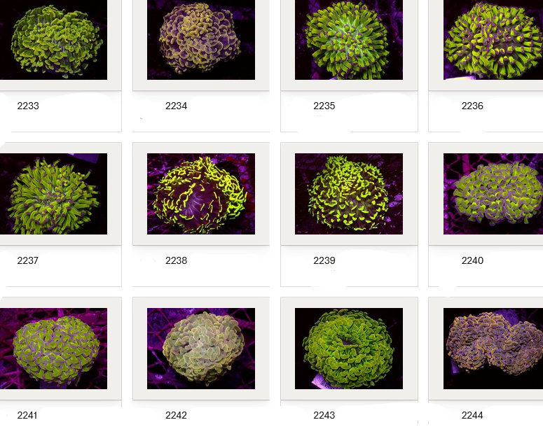 Kupang Corals