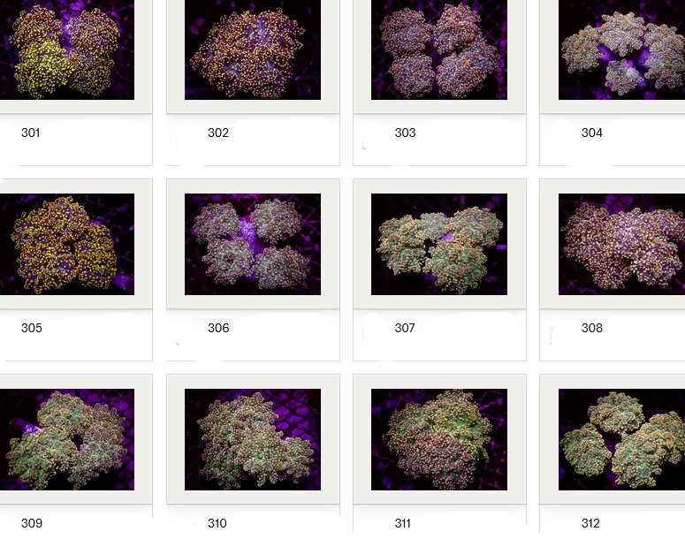 Kupang Corals