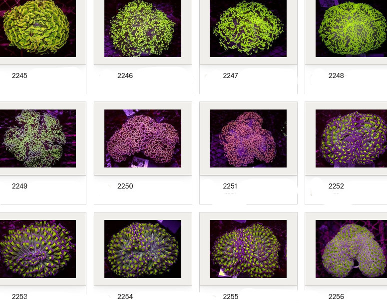 Kupang Corals