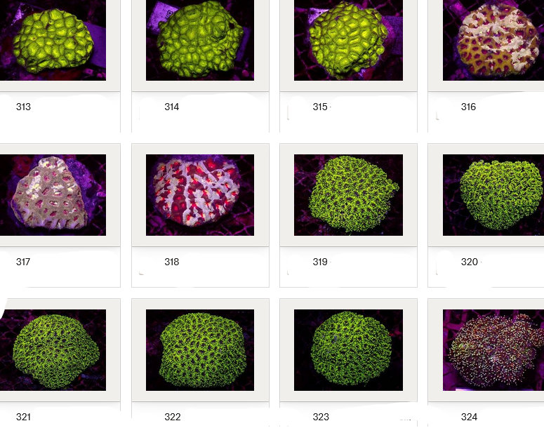Kupang Corals