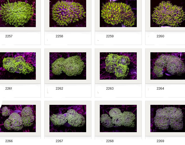 Kupang Corals