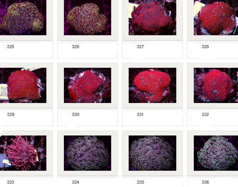 Kupang Corals