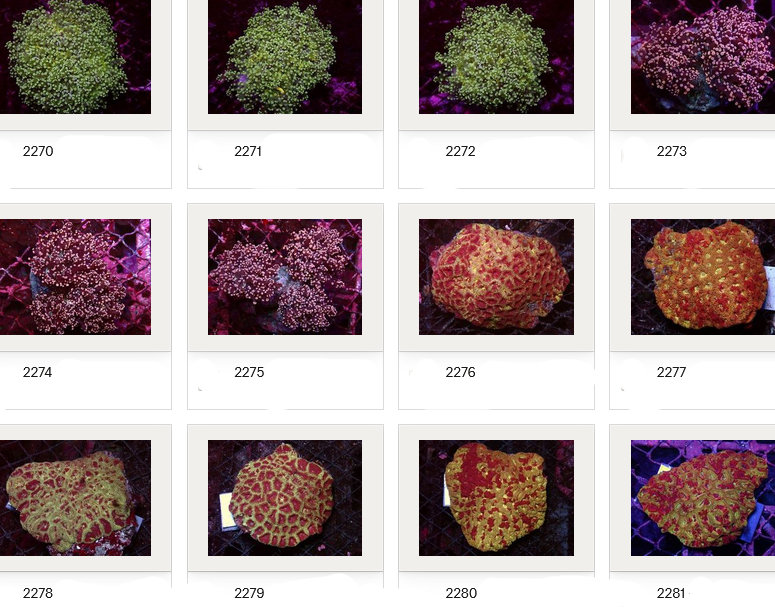 Kupang Corals