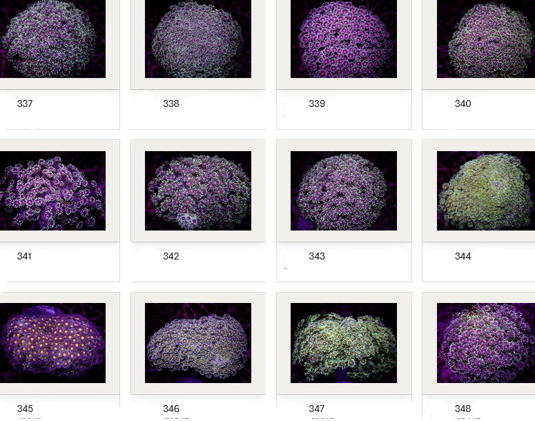 Kupang Corals