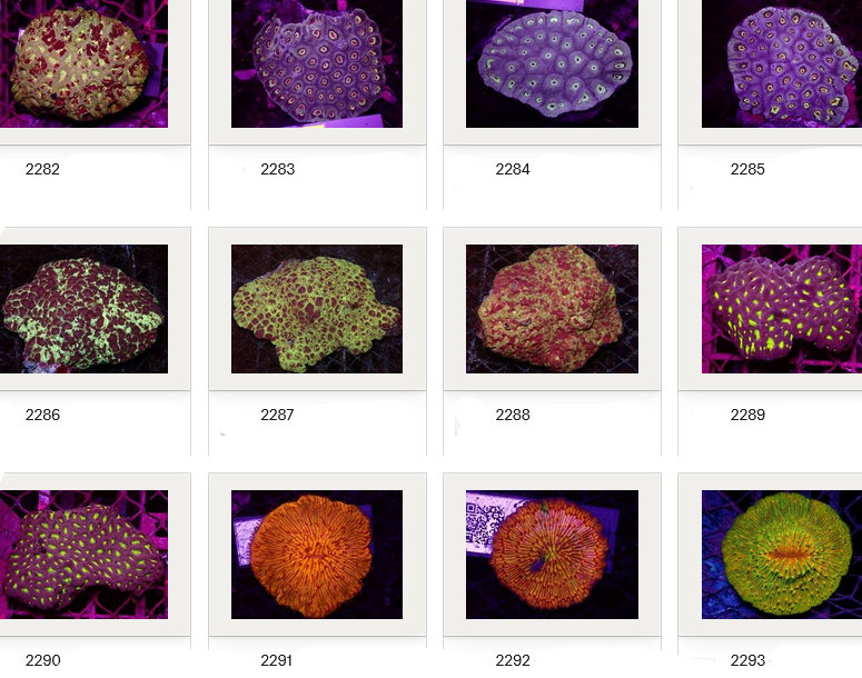 Kupang Corals