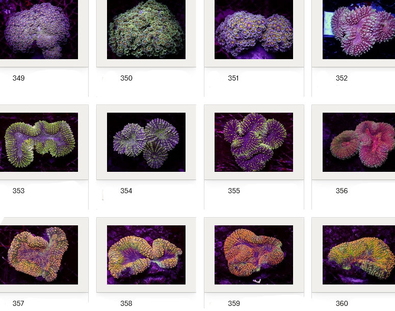 Kupang Corals