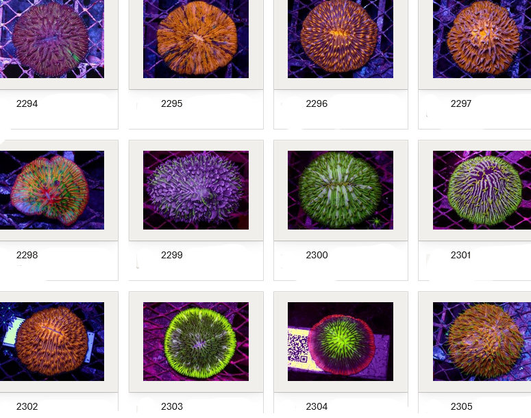 Kupang Corals