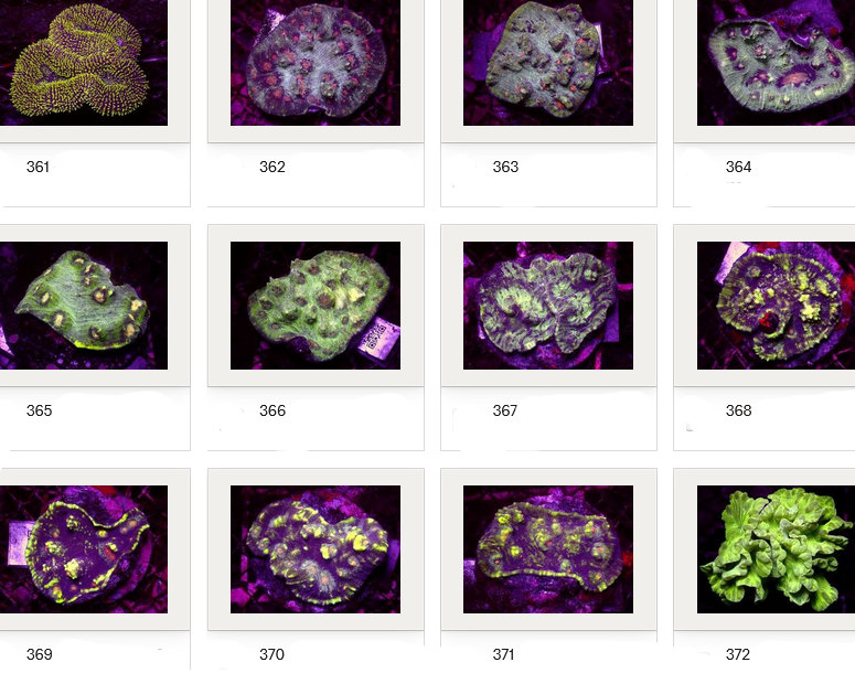Kupang Corals