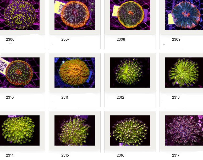 Kupang Corals