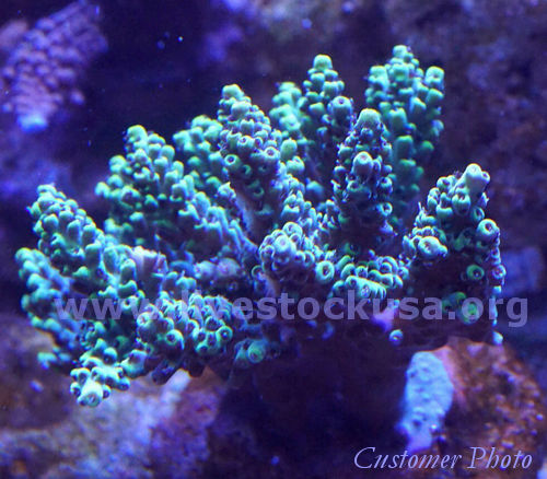 Kupang Acropora