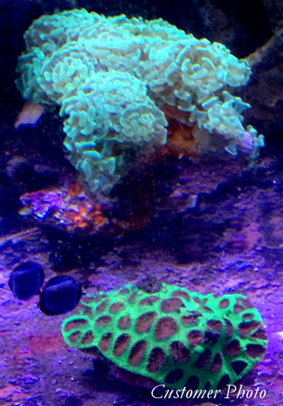 Kupang Corals