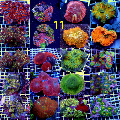 Manado Corals