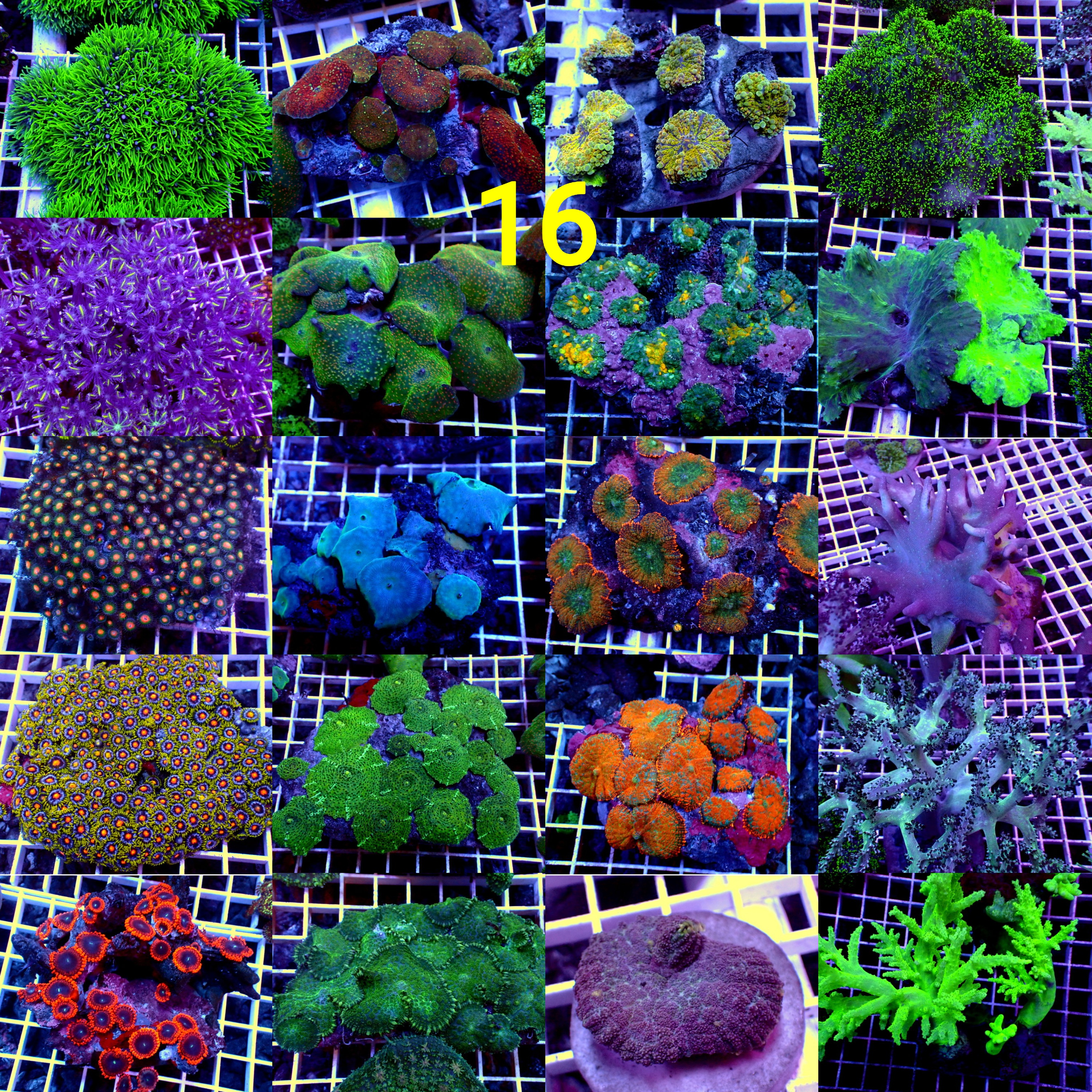 Manado Corals