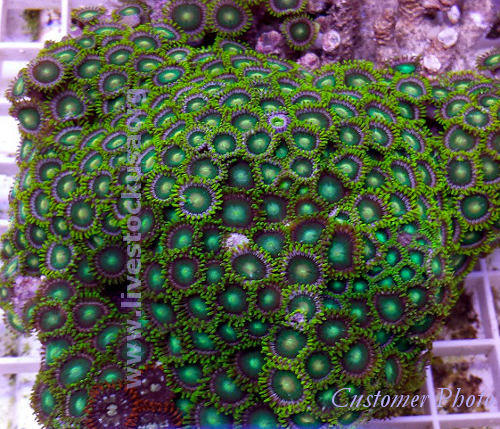 Tonga Zoanthids