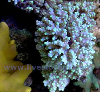 Acropora