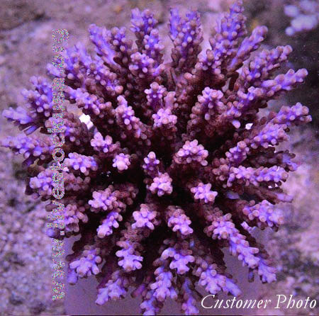 Tonga Acropora