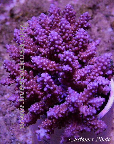 Tonga Acropora