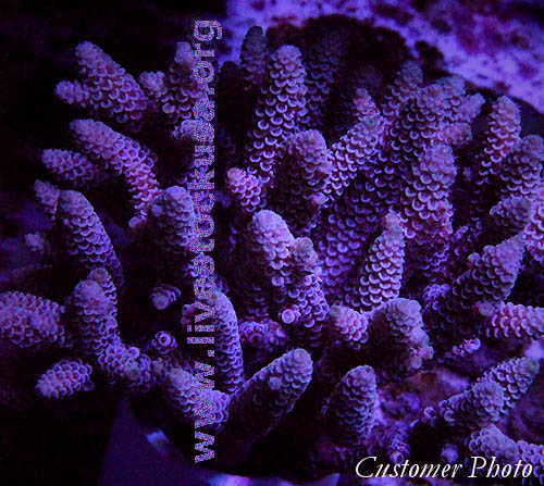 Tonga Acropora