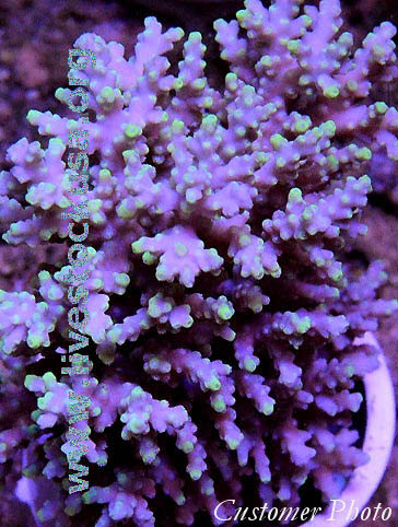 Tonga Acropora