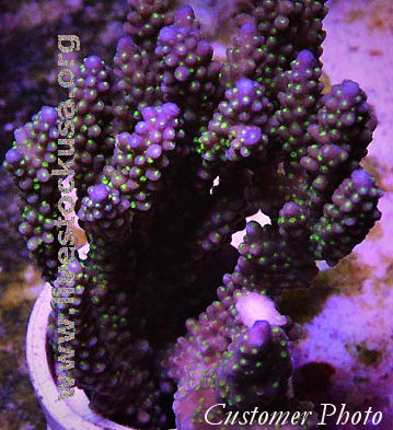 Tonga Acropora